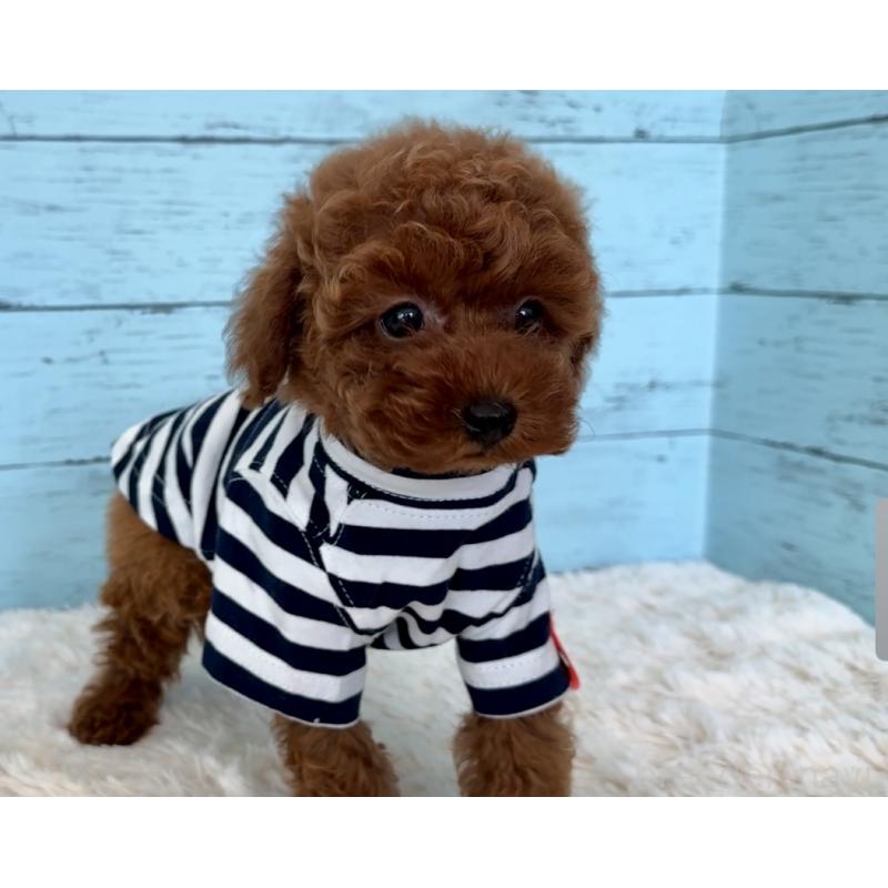 販売中の埼玉県のタイニープードル-423508の5枚目