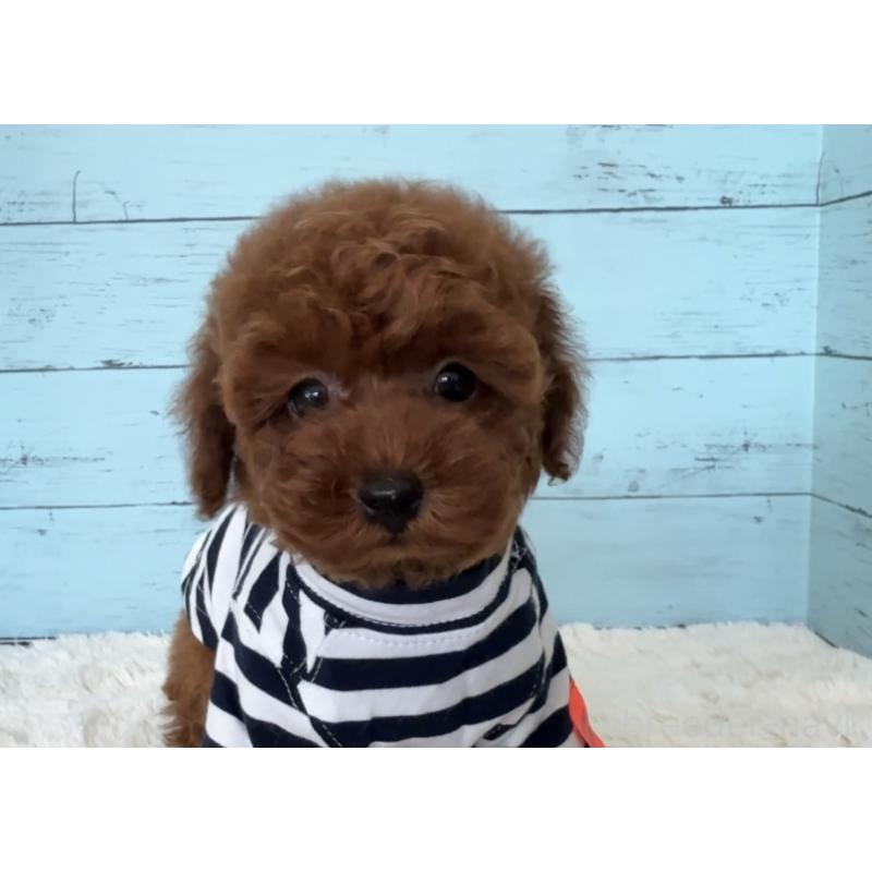 販売中の埼玉県のタイニープードル-423508の4枚目