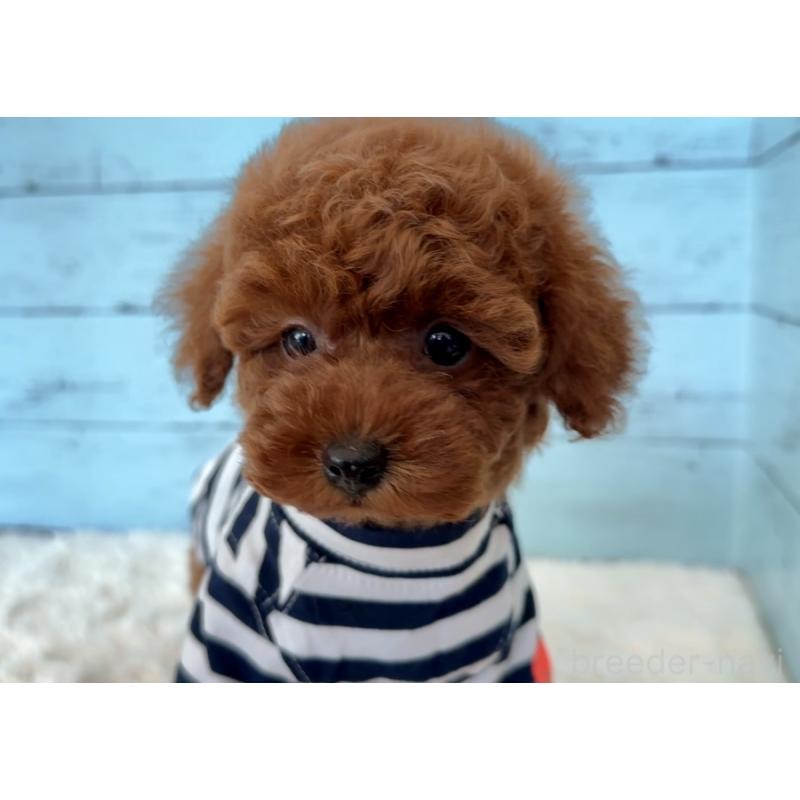 販売中の埼玉県のタイニープードル-423508の3枚目