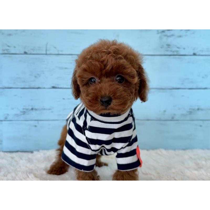 販売中の埼玉県のタイニープードル-423508の2枚目