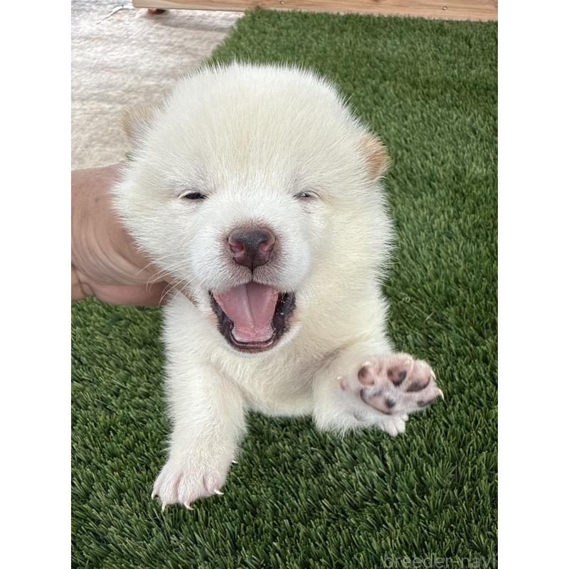 販売中の広島県の柴犬-423509の3枚目