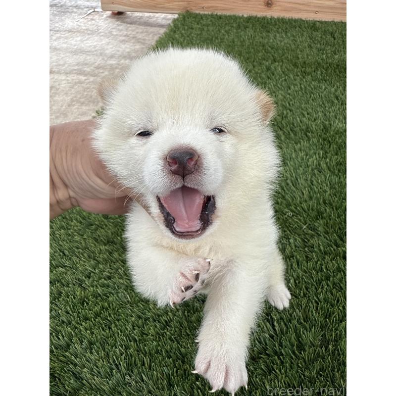 販売中の広島県の柴犬-423509の2枚目