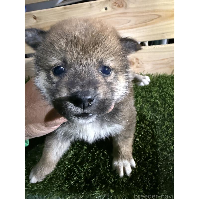 販売中の広島県の柴犬-423510の4枚目