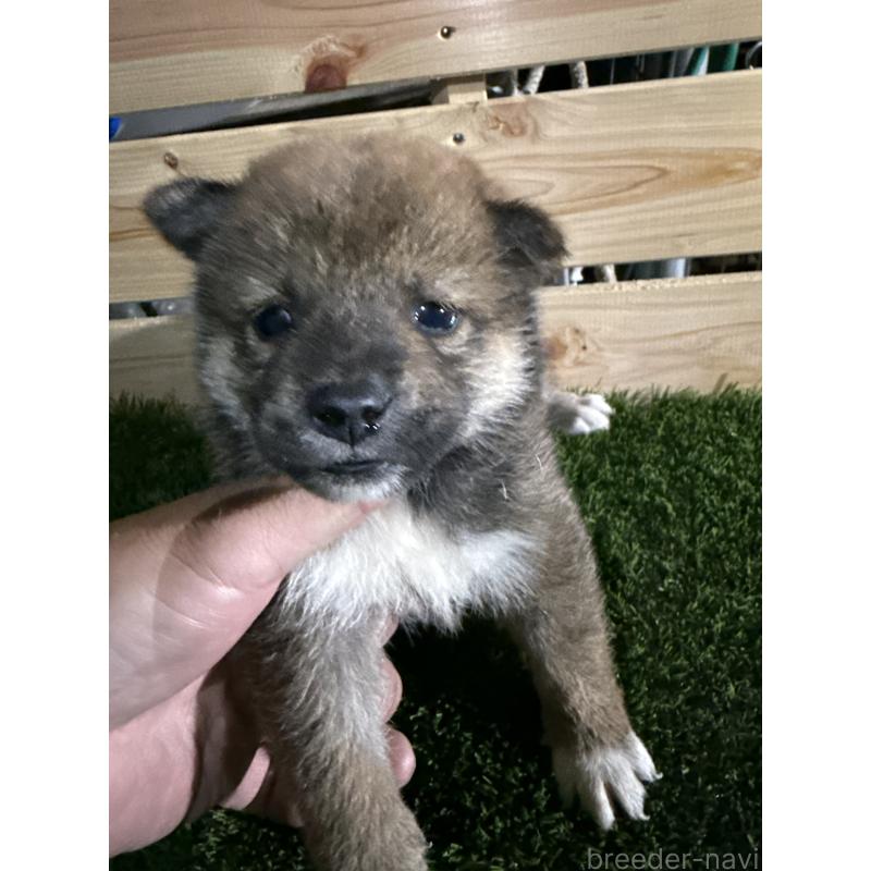 販売中の広島県の柴犬-423510の3枚目