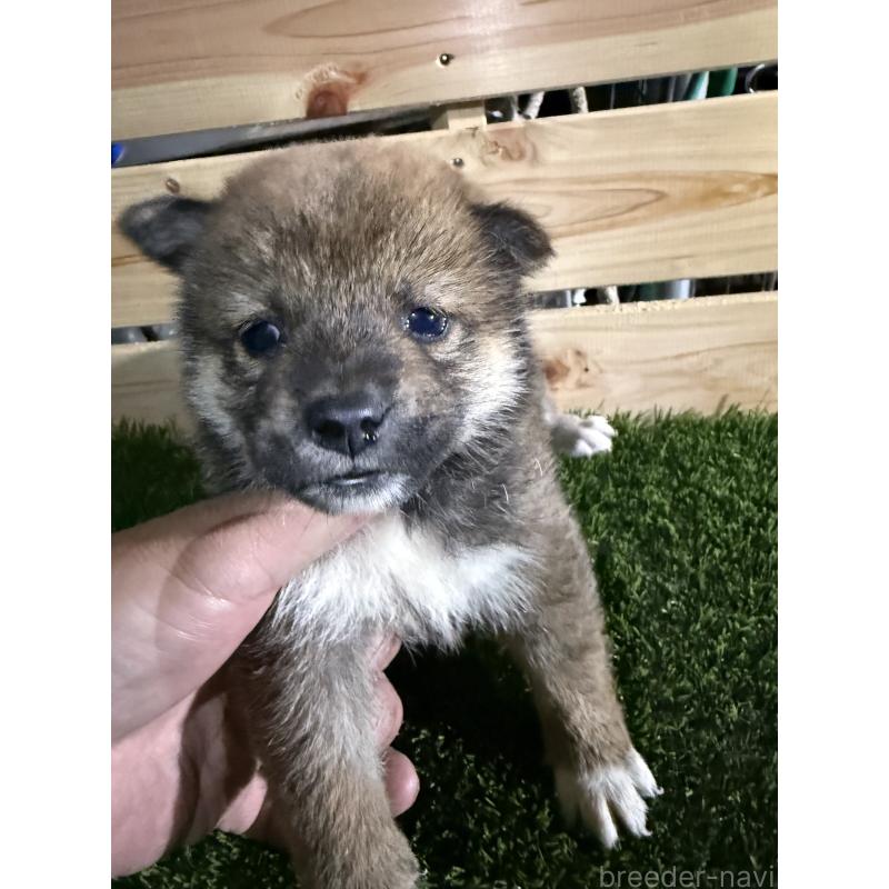 販売中の広島県の柴犬-423510の2枚目
