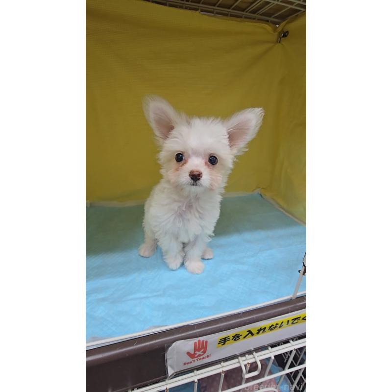 成約済の東京都のチワマル:チワワ×マルチーズ-415034の3枚目