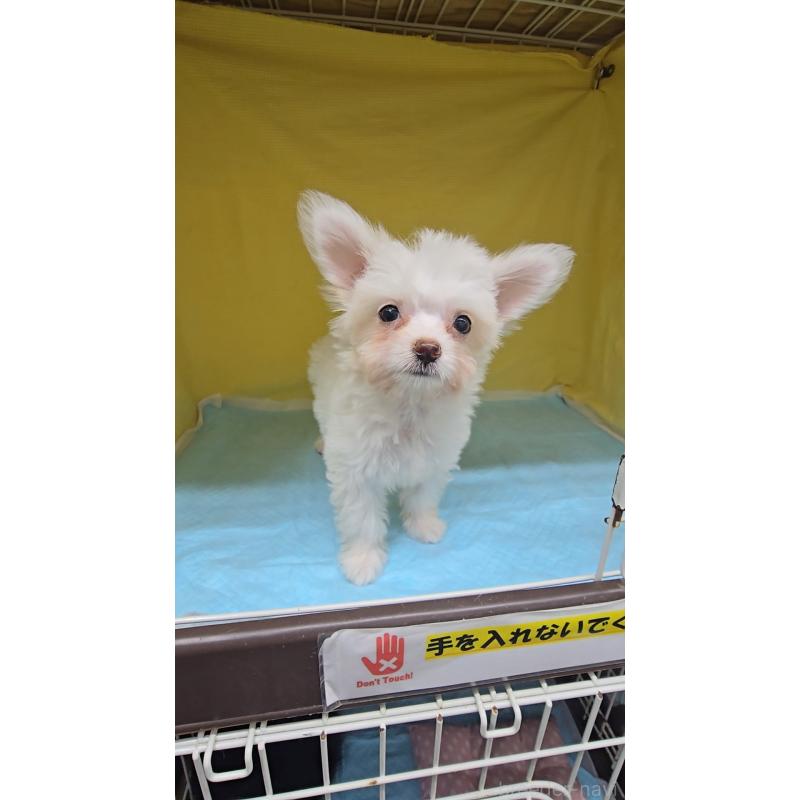 成約済の東京都のチワマル:チワワ×マルチーズ-415034の2枚目