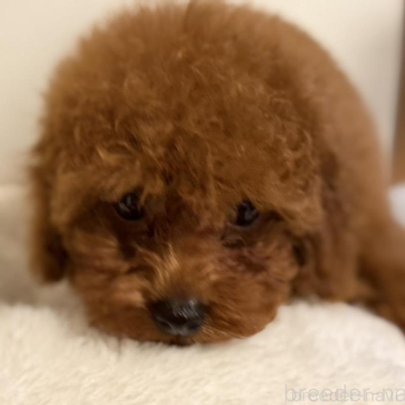 販売中の愛媛県のトイプードル-423511の3枚目