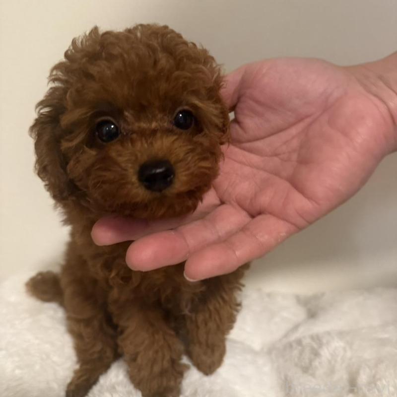 販売中の愛媛県のトイプードル-423511の2枚目