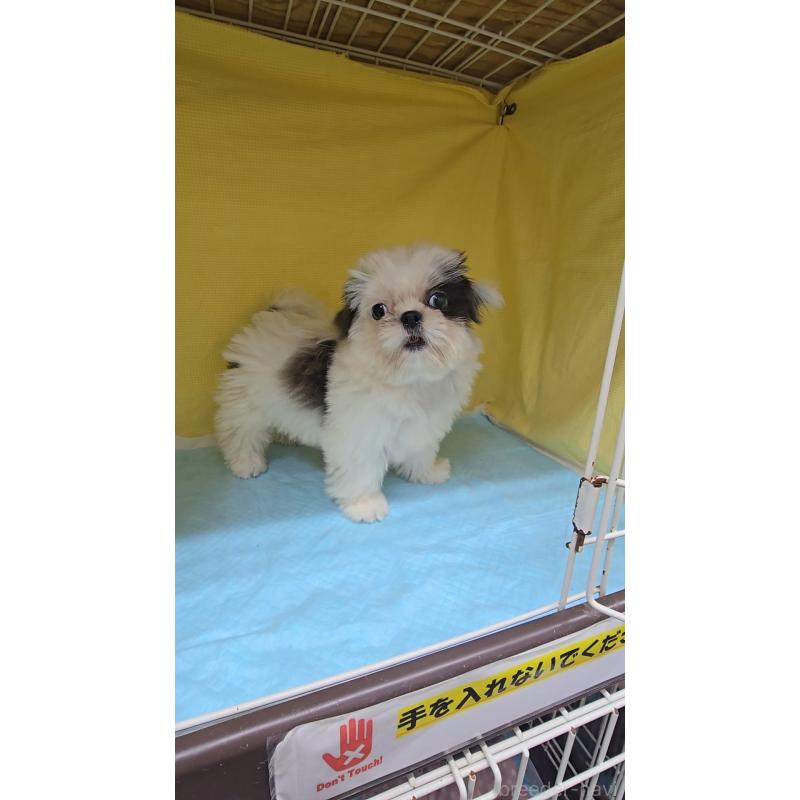 販売中の東京都のシーズー-415033の2枚目