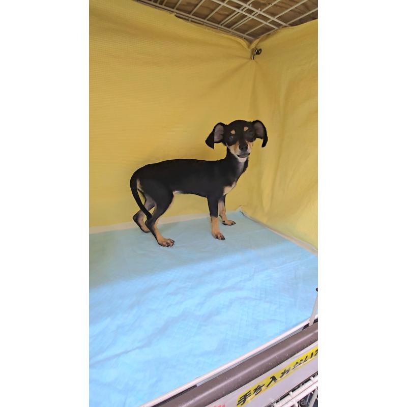 販売中の東京都のチワックス:チワワ×ミニチュアダックスフンド-407521の2枚目