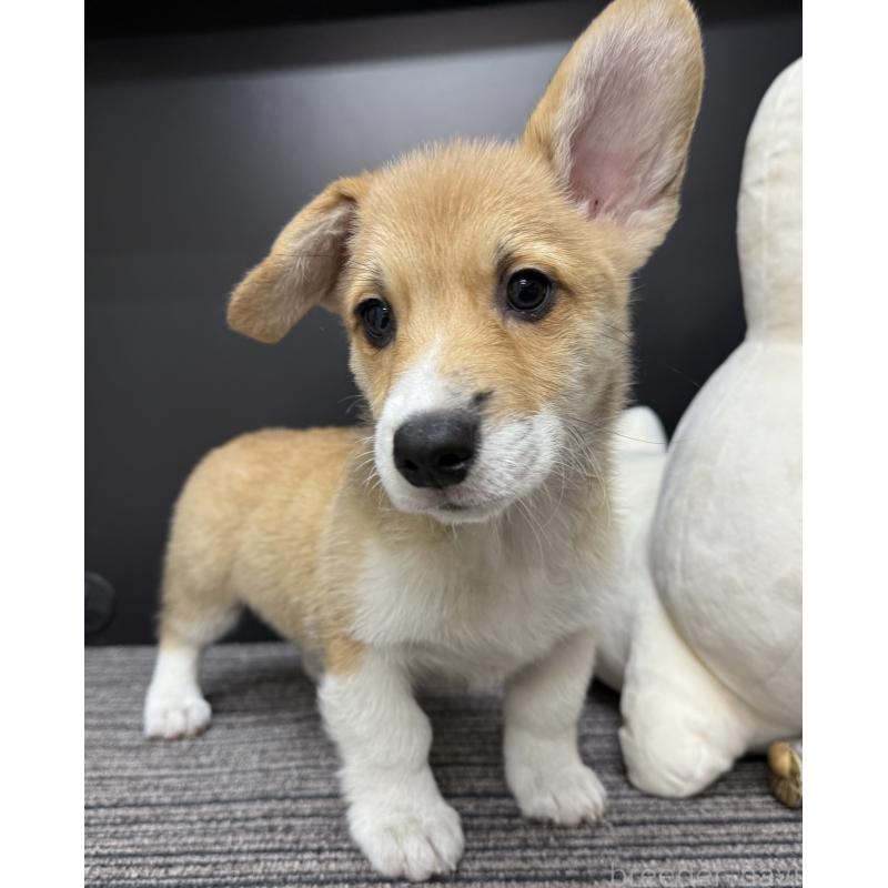 販売中の宮崎県のウェルシュコーギーペンブローク-414291の9枚目