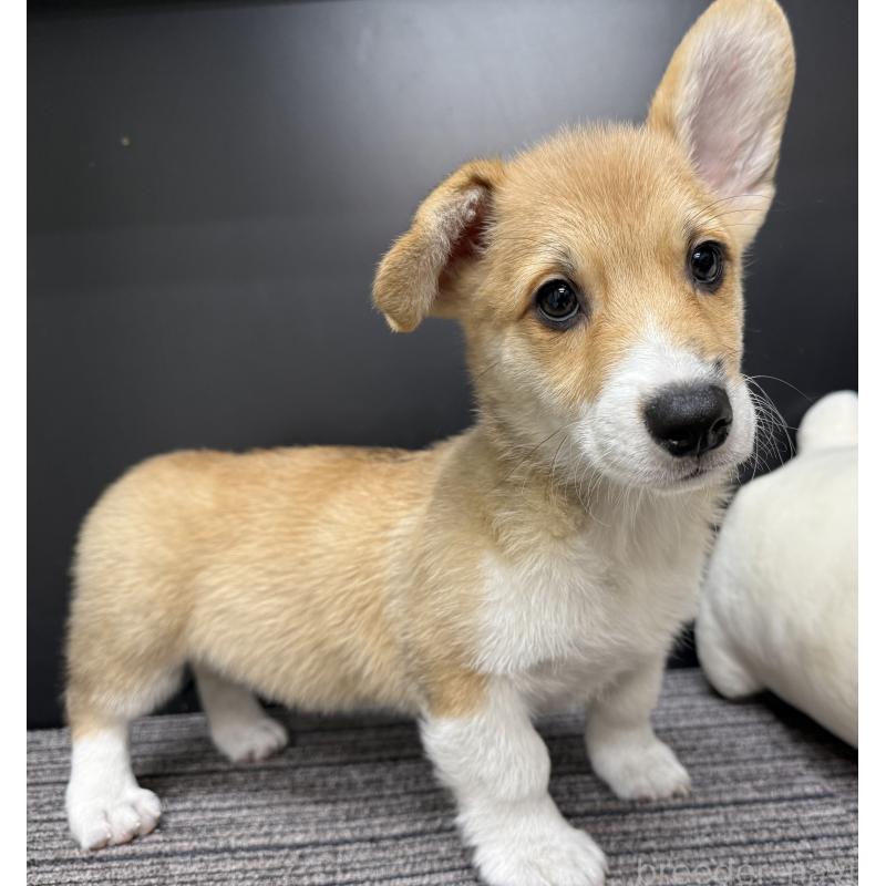 販売中の宮崎県のウェルシュコーギーペンブローク-414291の8枚目