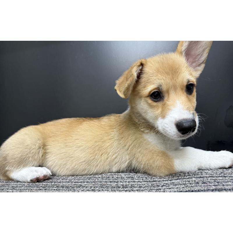 販売中の宮崎県のウェルシュコーギーペンブローク-414291の7枚目