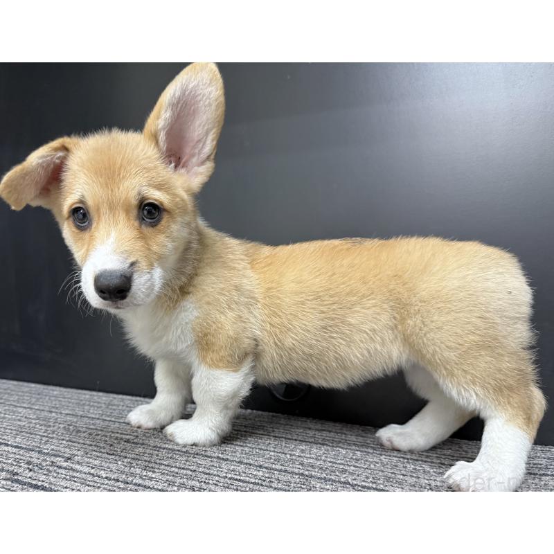 販売中の宮崎県のウェルシュコーギーペンブローク-414291の6枚目