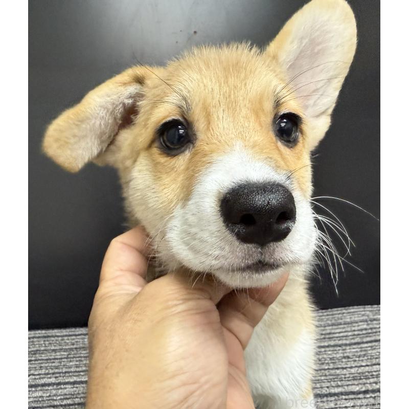 販売中の宮崎県のウェルシュコーギーペンブローク-414291の5枚目