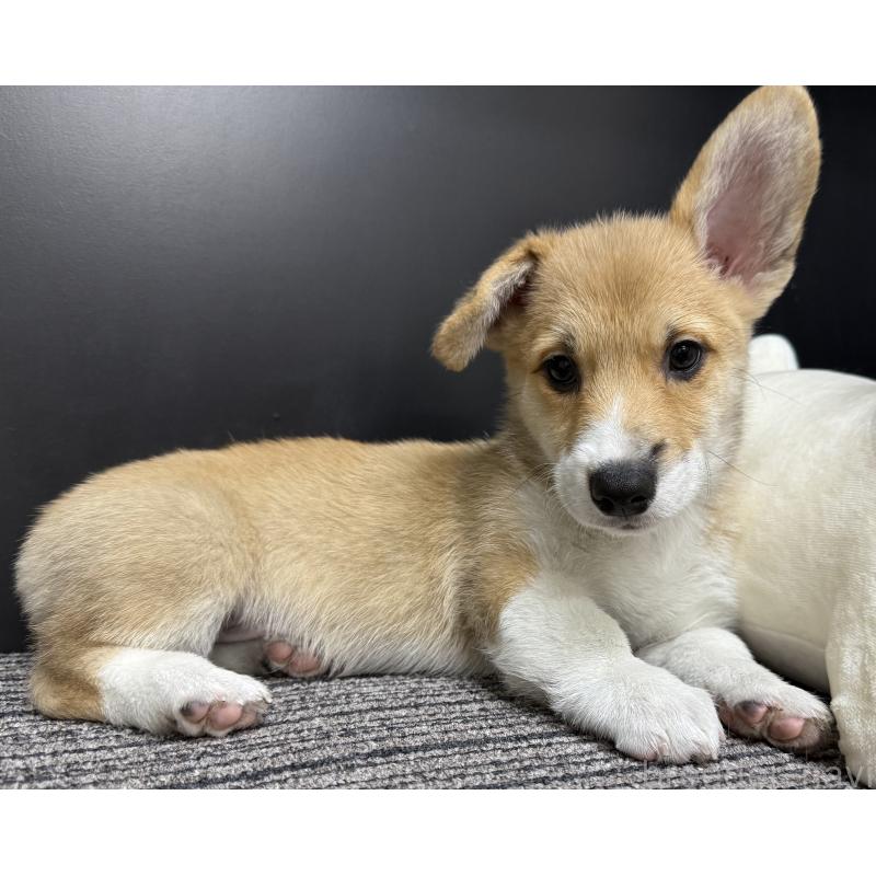 販売中の宮崎県のウェルシュコーギーペンブローク-414291の4枚目