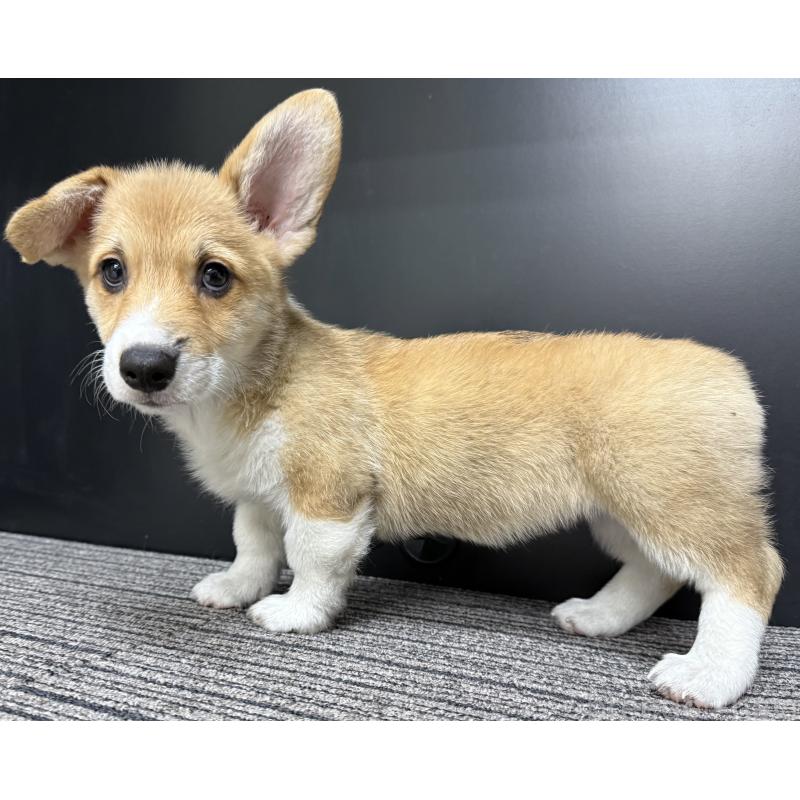 販売中の宮崎県のウェルシュコーギーペンブローク-414291の3枚目