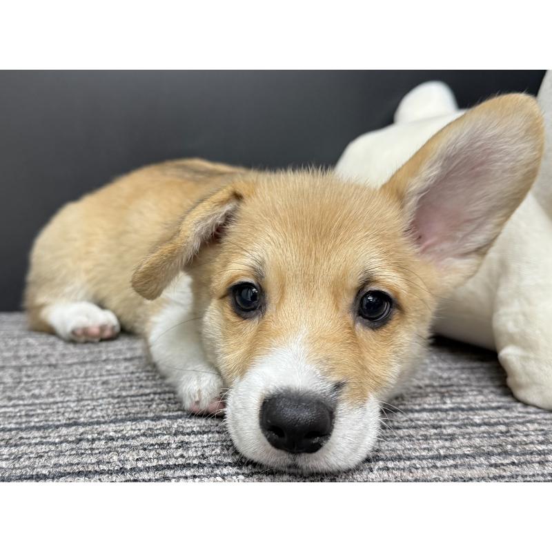 販売中の宮崎県のウェルシュコーギーペンブローク-414291の2枚目