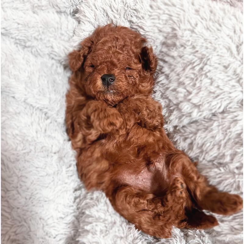 販売中の岡山県のティーカッププードル-419770の14枚目