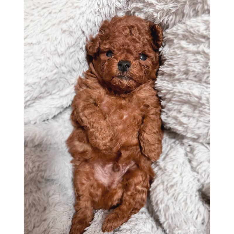 販売中の岡山県のティーカッププードル-419770の13枚目