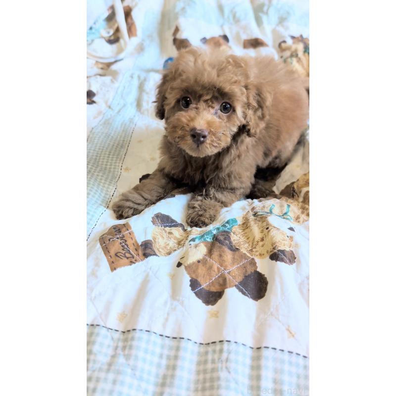 販売中の熊本県のタイニープードル-423512の6枚目