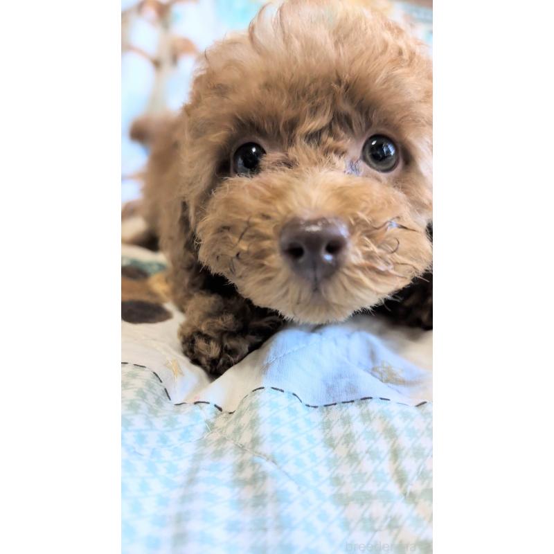 販売中の熊本県のタイニープードル-423512の5枚目