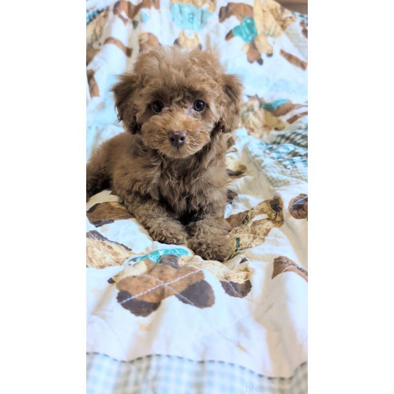 販売中の熊本県のタイニープードル-423512の4枚目