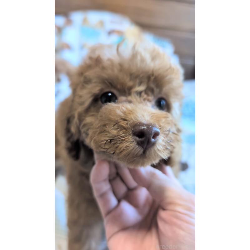 販売中の熊本県のタイニープードル-423512の3枚目