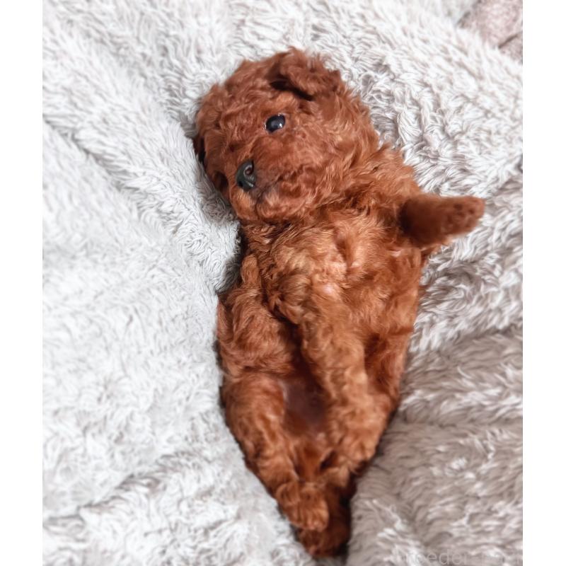 販売中の岡山県のティーカッププードル-419770の12枚目