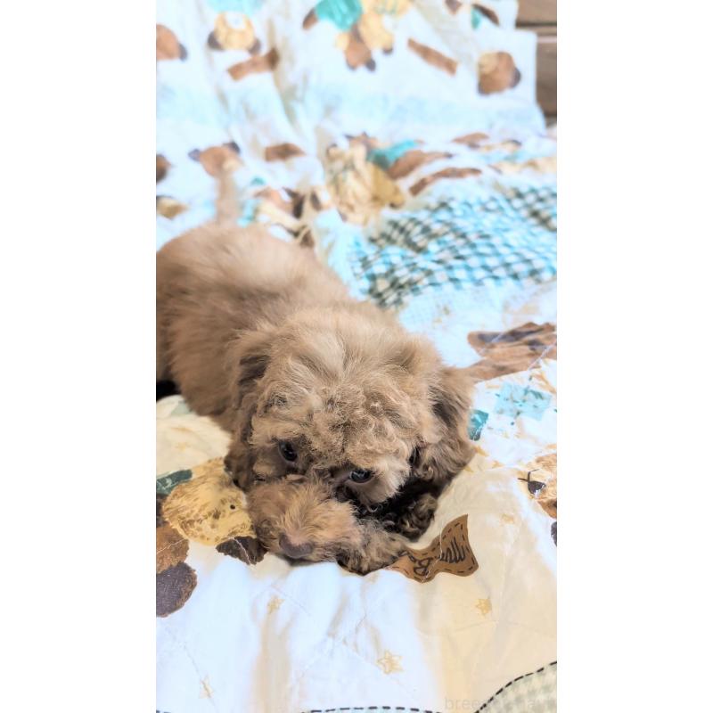 販売中の熊本県のタイニープードル-423512の2枚目