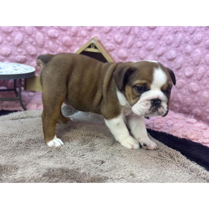 成約済の茨城県のブルドッグ-420939の11枚目