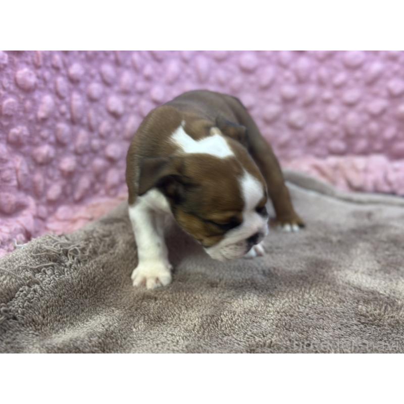 成約済の茨城県のブルドッグ-420939の10枚目