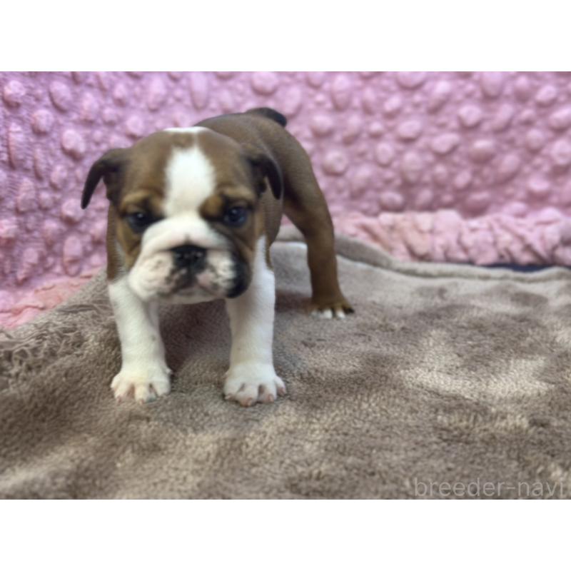 成約済の茨城県のブルドッグ-420939の9枚目