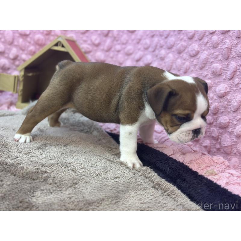 成約済の茨城県のブルドッグ-420939の8枚目