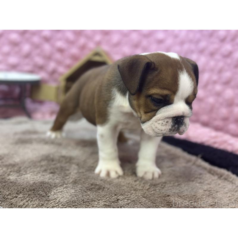 成約済の茨城県のブルドッグ-420939の6枚目