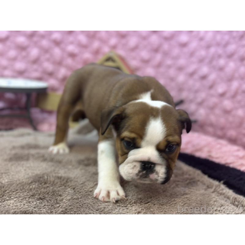 成約済の茨城県のブルドッグ-420939の5枚目