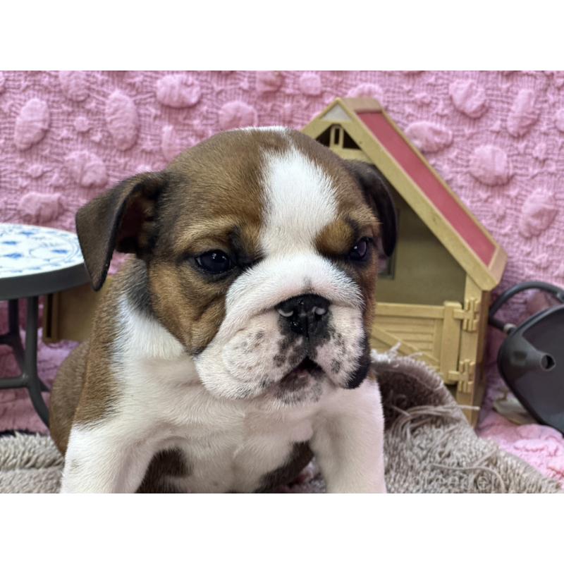 成約済の茨城県のブルドッグ-420939の4枚目