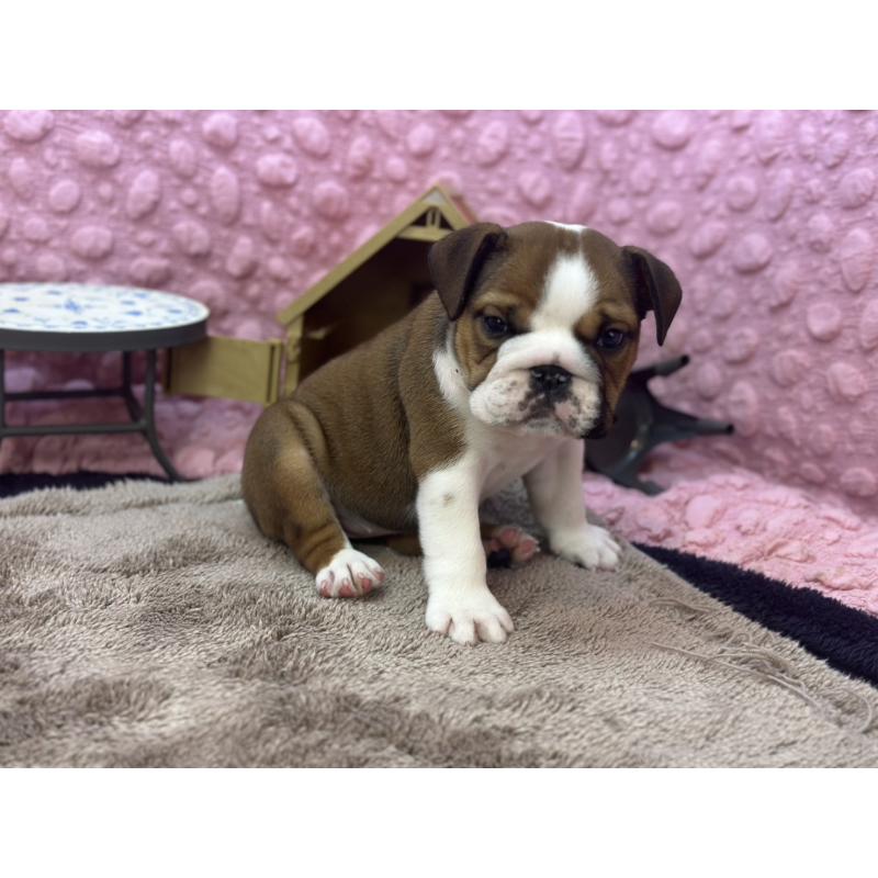 成約済の茨城県のブルドッグ-420939の3枚目