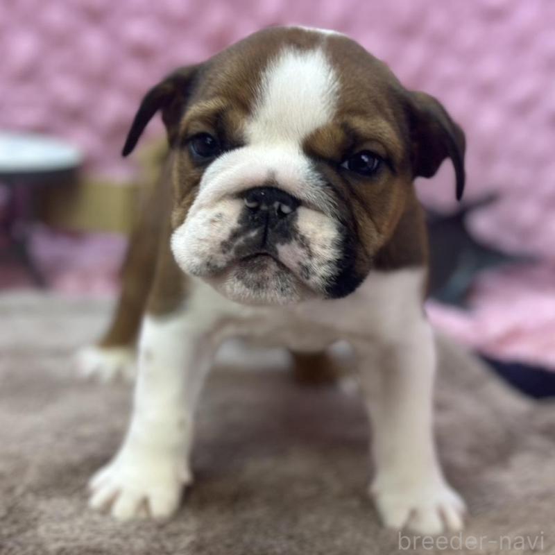 販売中の茨城県のブルドッグ-420939