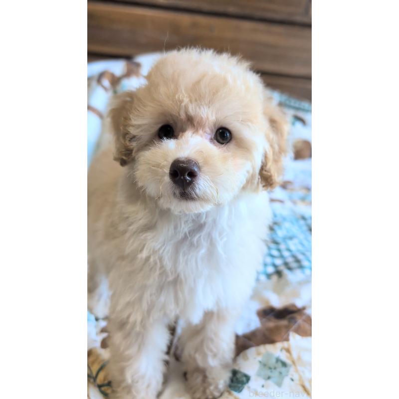 販売中の熊本県のトイプードル-423515の6枚目