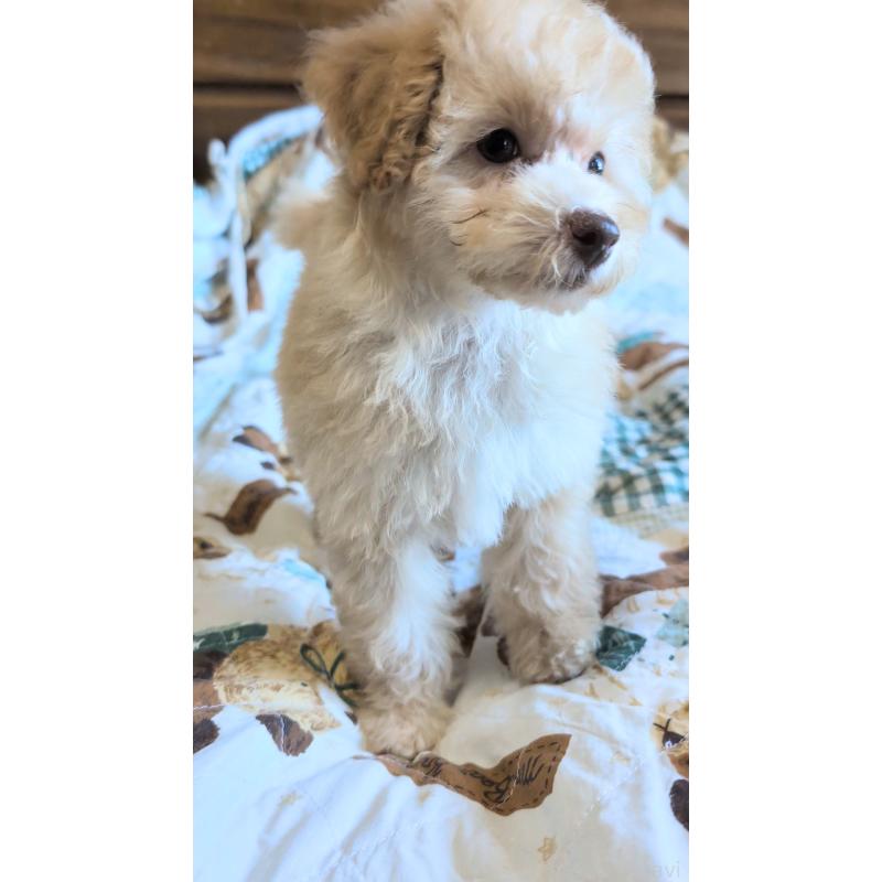 販売中の熊本県のトイプードル-423515の5枚目