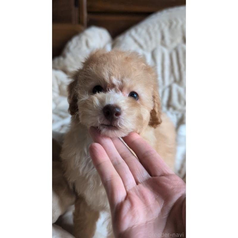 販売中の熊本県のトイプードル-423515の4枚目