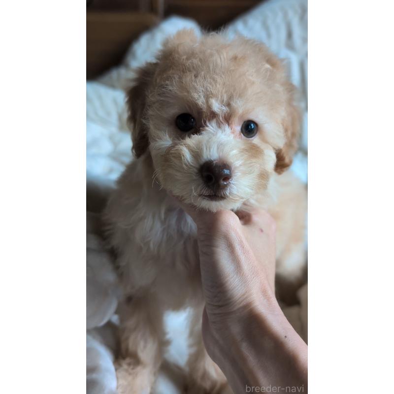 販売中の熊本県のトイプードル-423515の3枚目