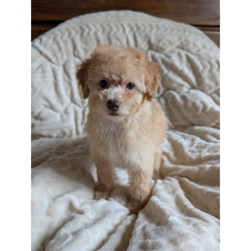 販売中の熊本県のトイプードル-423515の2枚目