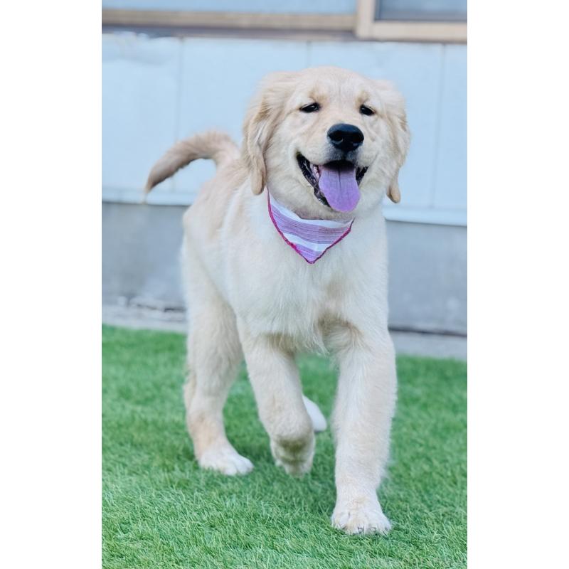 販売中の徳島県のゴールデンレトリーバー-400801の3枚目