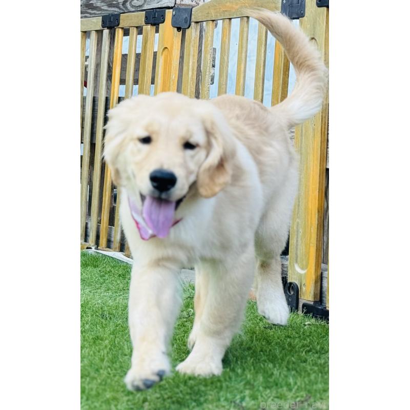 販売中の徳島県のゴールデンレトリーバー-400801の2枚目