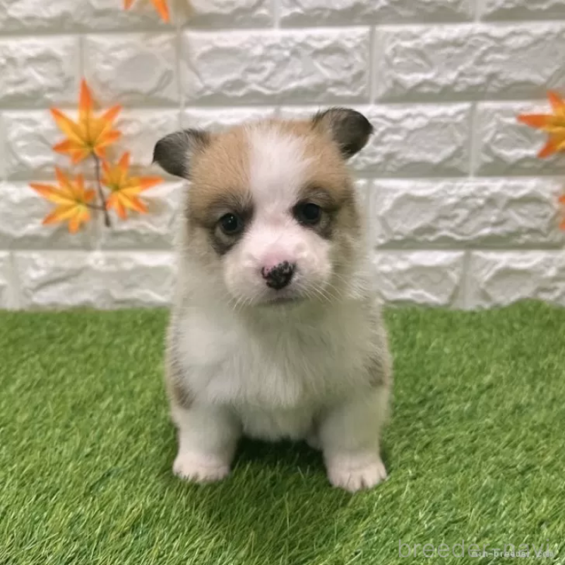 販売中の愛知県のウェルシュコーギーペンブローク-423513