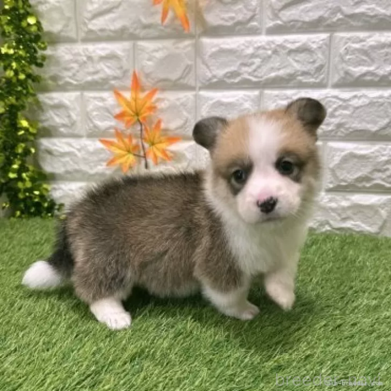 販売中の愛知県のウェルシュコーギーペンブローク-423513の5枚目