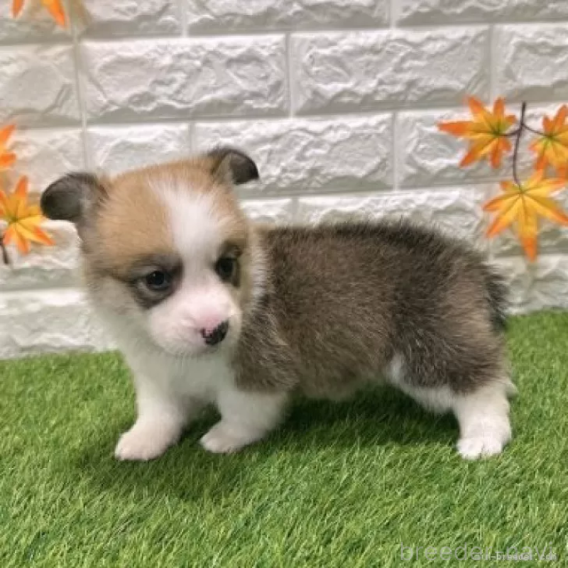 販売中の愛知県のウェルシュコーギーペンブローク-423513の4枚目